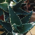 Aloe distans