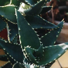 Aloe distans