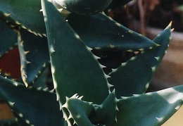 Aloe distans