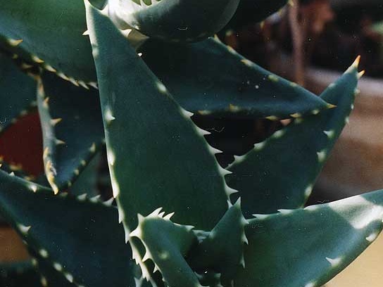 Aloe distans