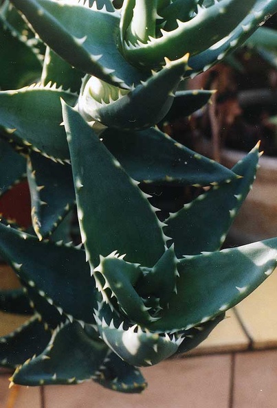 aloe-distans.jpg