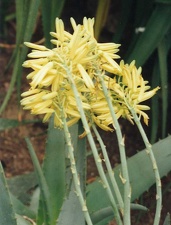 Aloe elegans