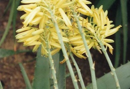 Aloe elegans