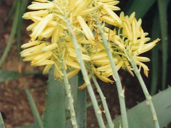 Aloe elegans