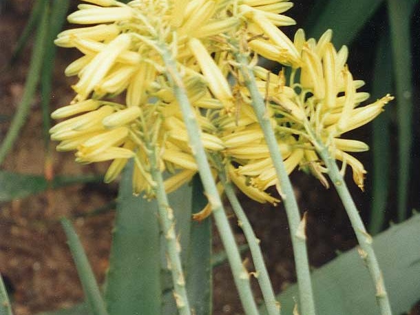 Aloe elegans