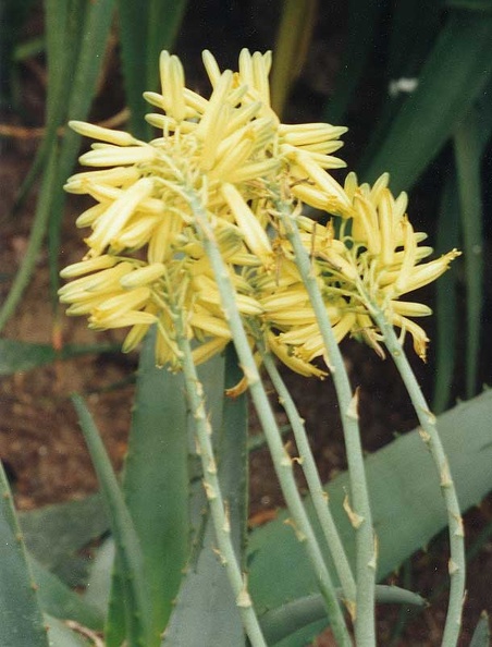 aloe-elegans.jpg