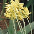aloe-elegans.jpg