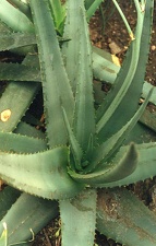 Aloe elegans