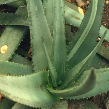 Aloe elegans