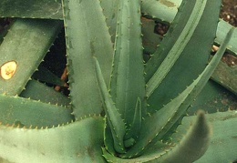 Aloe elegans