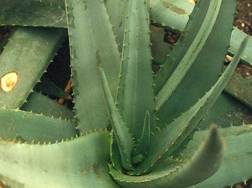 Aloe elegans