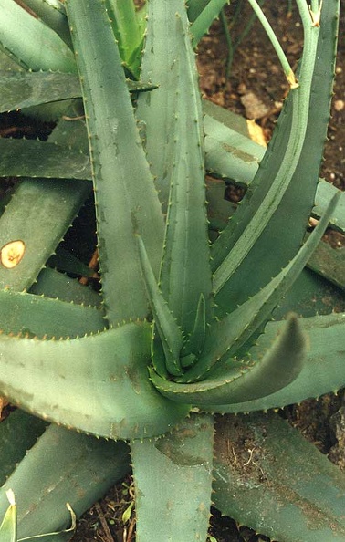 aloe-elegans2.jpg