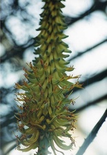 Aloe ferox