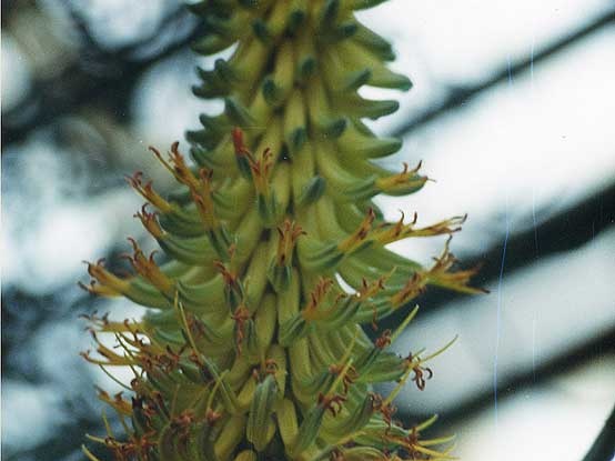 Aloe ferox