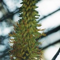 aloe-ferox.jpg