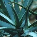 Aloe glauca