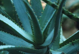 Aloe glauca