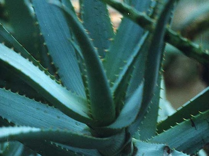 Aloe glauca