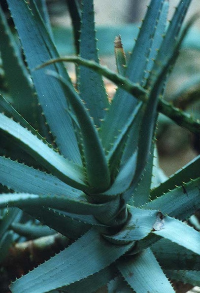 aloe-glauca.jpg