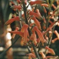 Aloe grandidentata