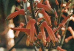Aloe grandidentata