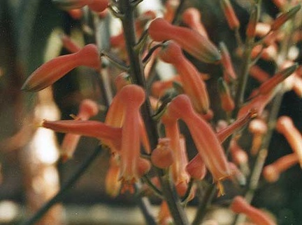 Aloe grandidentata