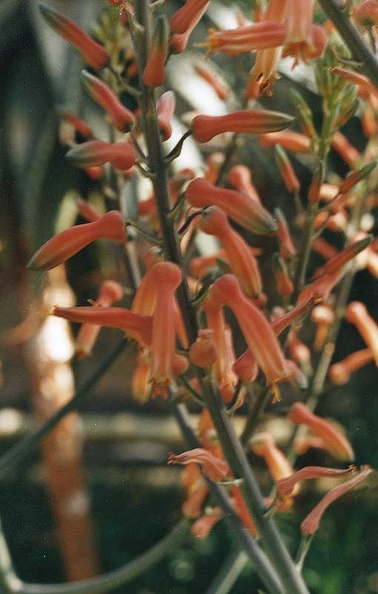 aloe-grandidentals.jpg