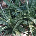 Aloe grandidentata