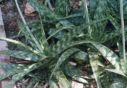 Aloe grandidentata