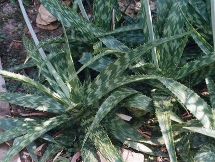 Aloe grandidentata