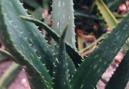Aloe harlana