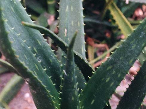 Aloe harlana