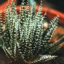 Aloe haworthioides