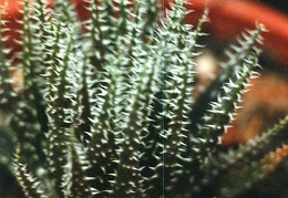 Aloe haworthioides
