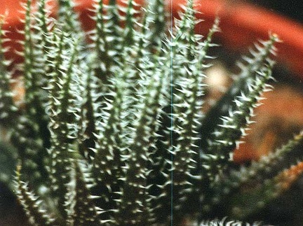 Aloe haworthioides