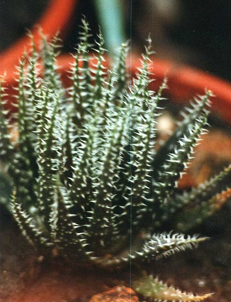aloe-haworthioides.jpg