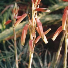 Aloe humilis