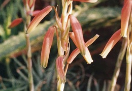 Aloe humilis