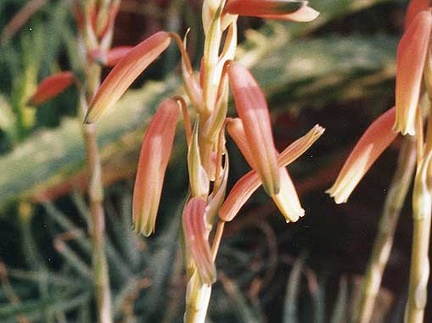 Aloe humilis