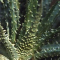 Aloe humilis