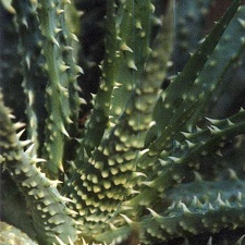 Aloe humilis