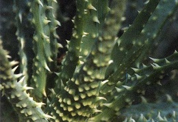Aloe humilis