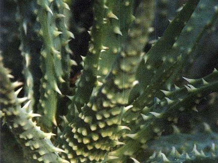 Aloe humilis