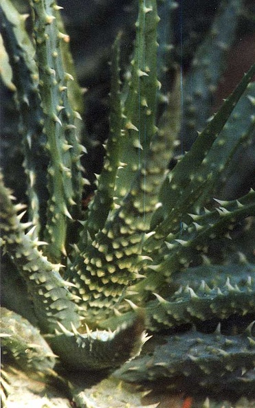 aloe-humilis2.jpg