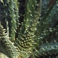 aloe-humilis2.jpg