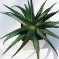 Aloe hybr.