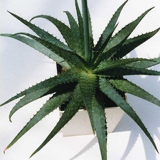 Aloe hybr.