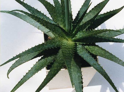 Aloe hybr.