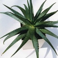 aloe-hybr1.jpg