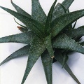Aloe hybr.